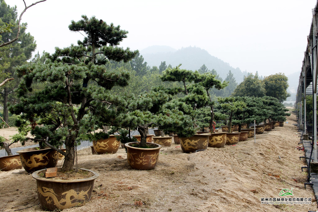 pg电子模拟器(中国)官方网站