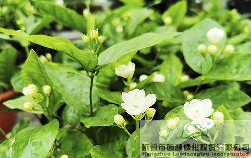 pg电子模拟器(中国)官方网站