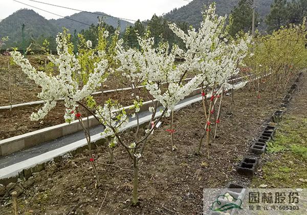 pg电子模拟器(中国)官方网站